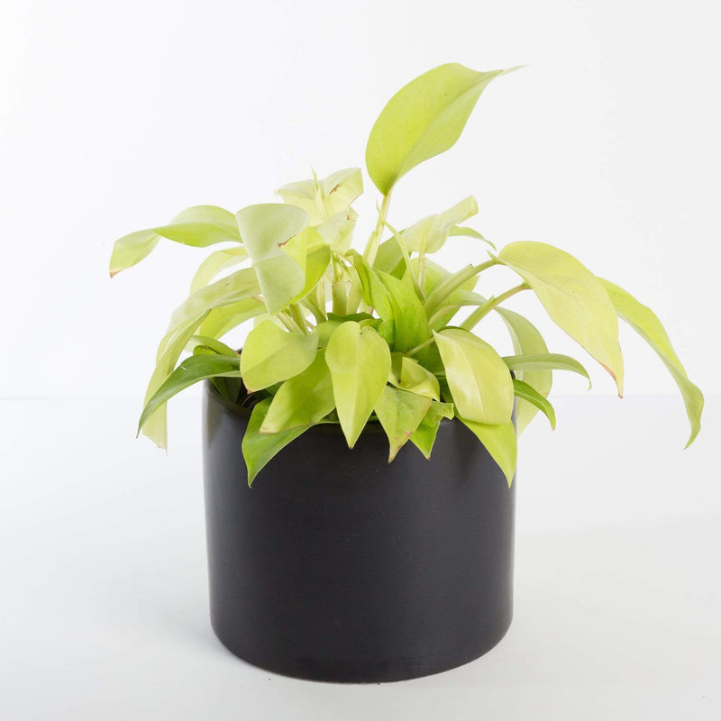 Urban Sprouts Plant 6” in nursery pot Philodendron 'Lemon Lime'