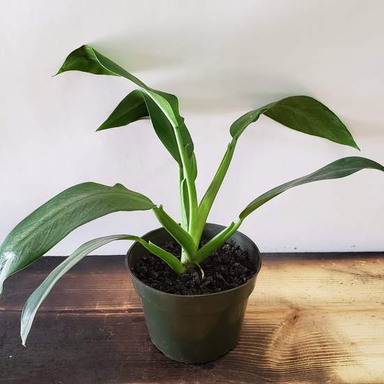 Urban Sprouts Plant 6" in nursery pot Philodendron 'Little Phil'