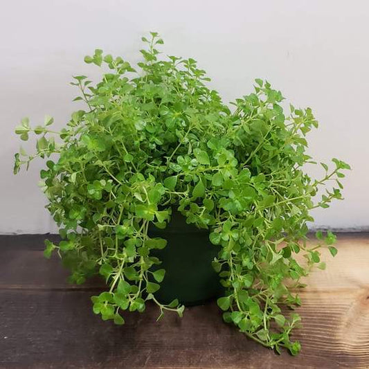 Urban Sprouts Plant 6" in nursery pot Pilea 'Artillery Plant'