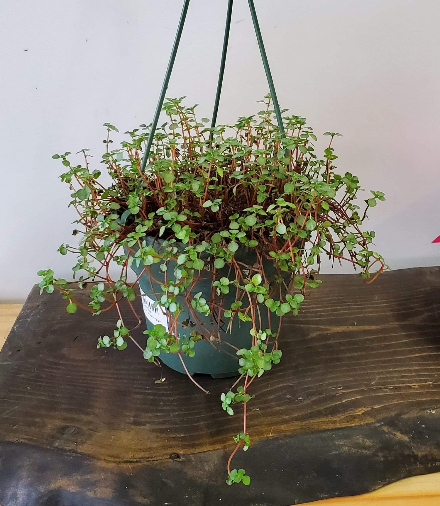Urban Sprouts Plant 6" in nursery pot Pilea 'Baby Tears'