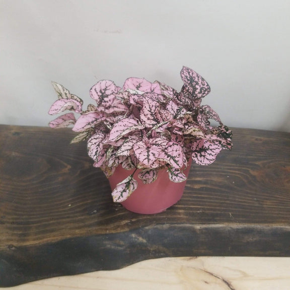 Urban Sprouts Plant 6" in nursery pot Polka Dot Plant 'Pink Splash'