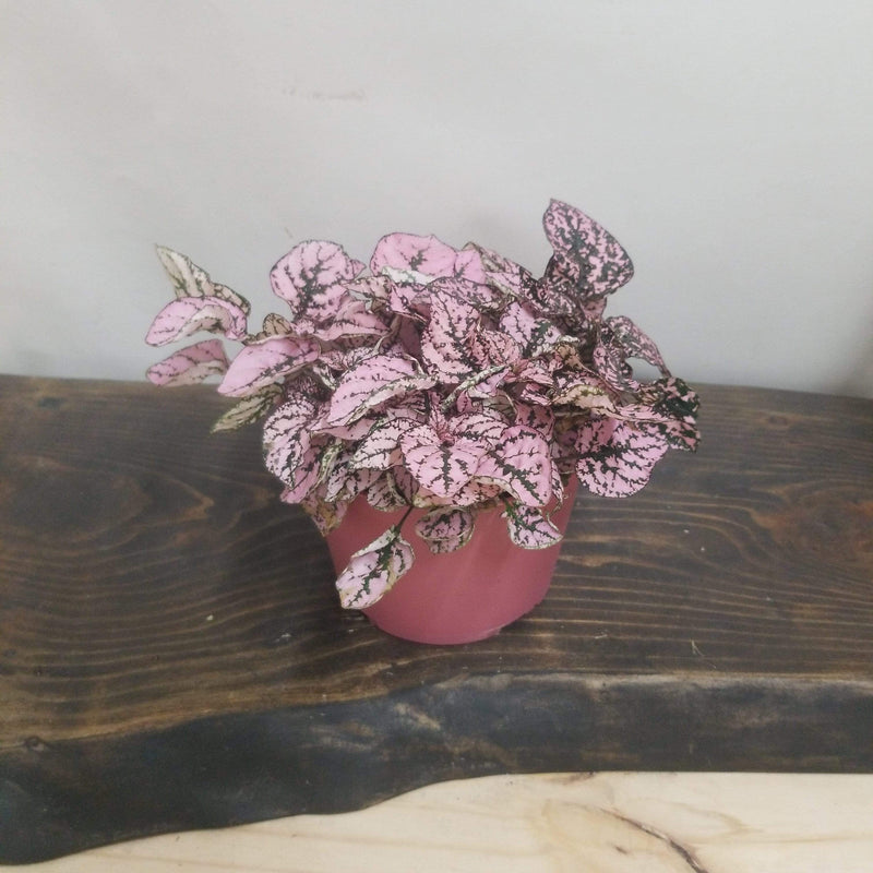 Urban Sprouts Plant 6" in nursery pot Polka Dot Plant 'Pink Splash'