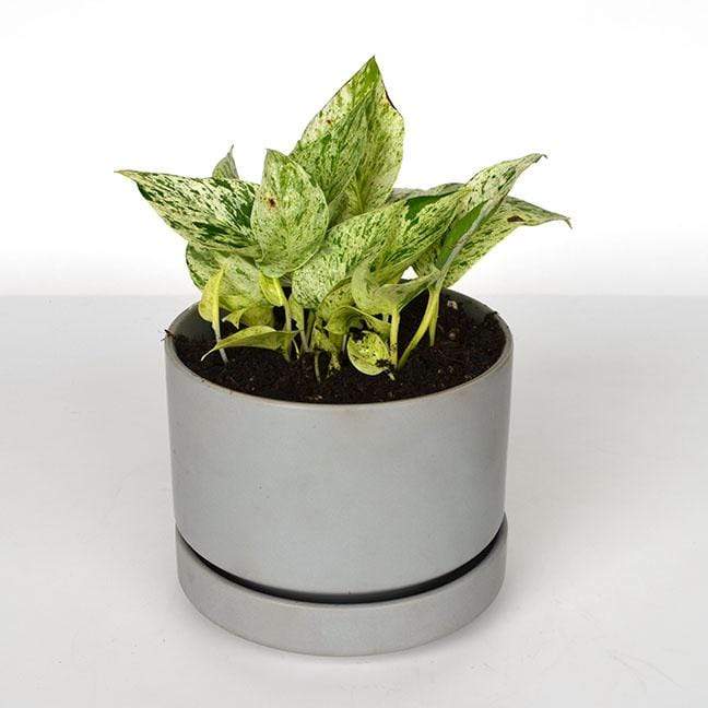 Urban Sprouts Plant 6" in nursery pot Pothos 'Snow Queen'
