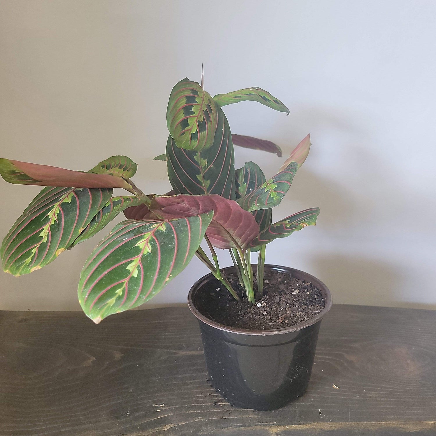 Urban Sprouts Plant 6" in nursery pot Prayer Plant 'Red Veined'