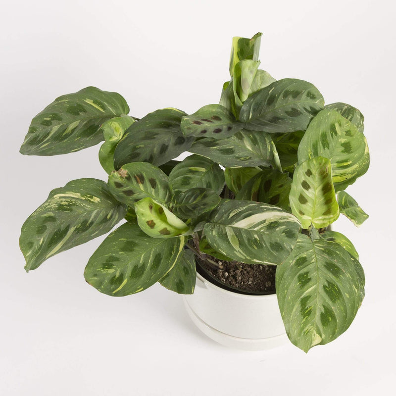 Prayer Plant 'Variegated' - Urban Sprouts