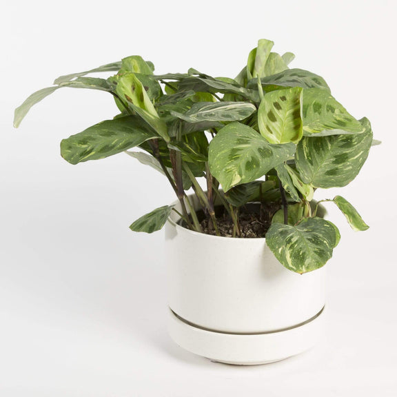 Prayer Plant 'Variegated' - Urban Sprouts