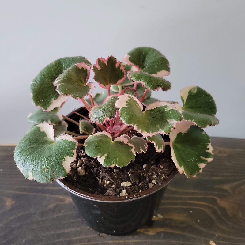 Urban Sprouts Plant 6" in nursery pot Rockfoil 'Strawberry Begonia - Tricolor'
