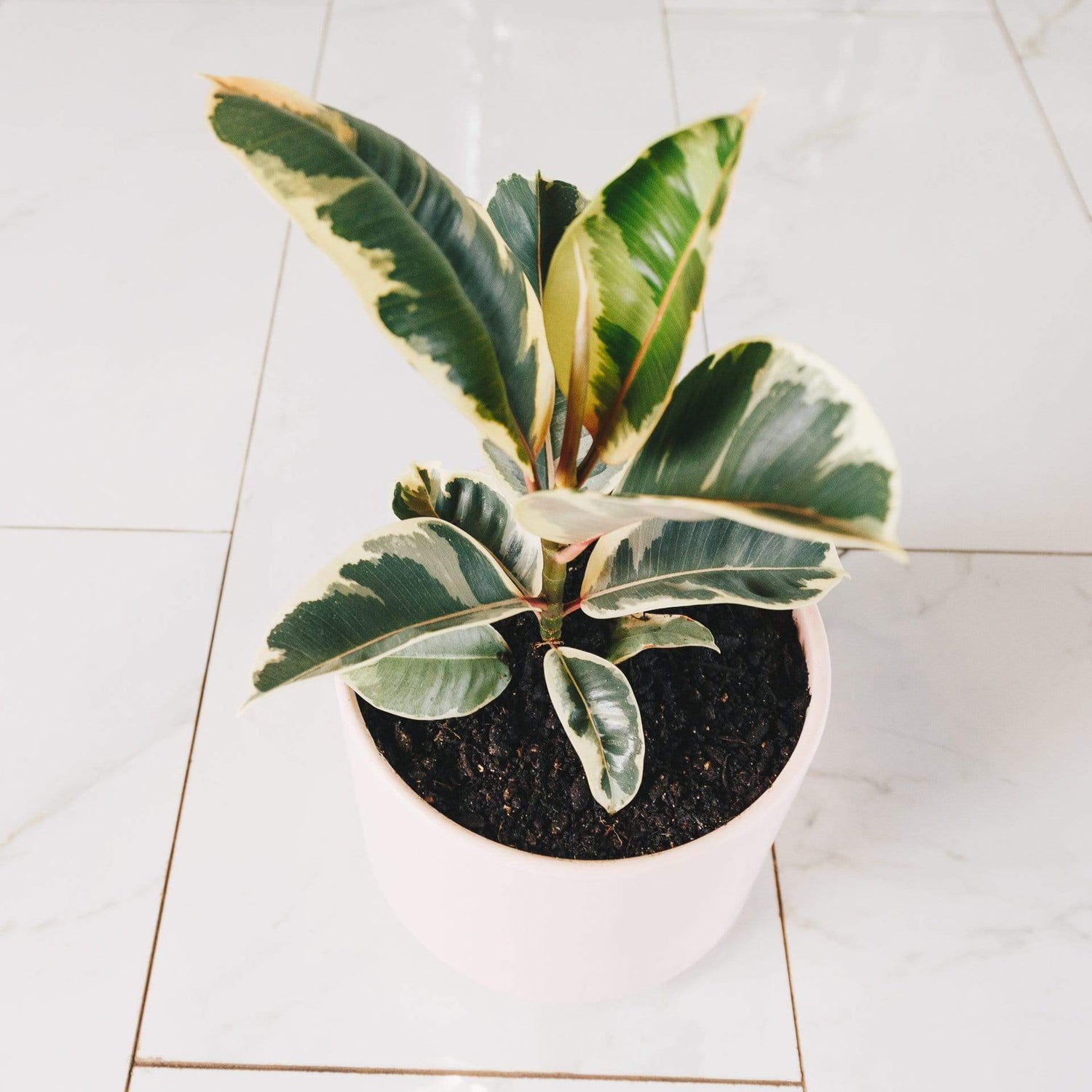 Rubber Tree 'Tineke' - Urban Sprouts