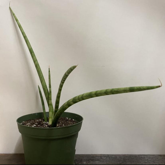 Urban Sprouts Plant 6" in nursery pot Snake Plant 'African Spear'