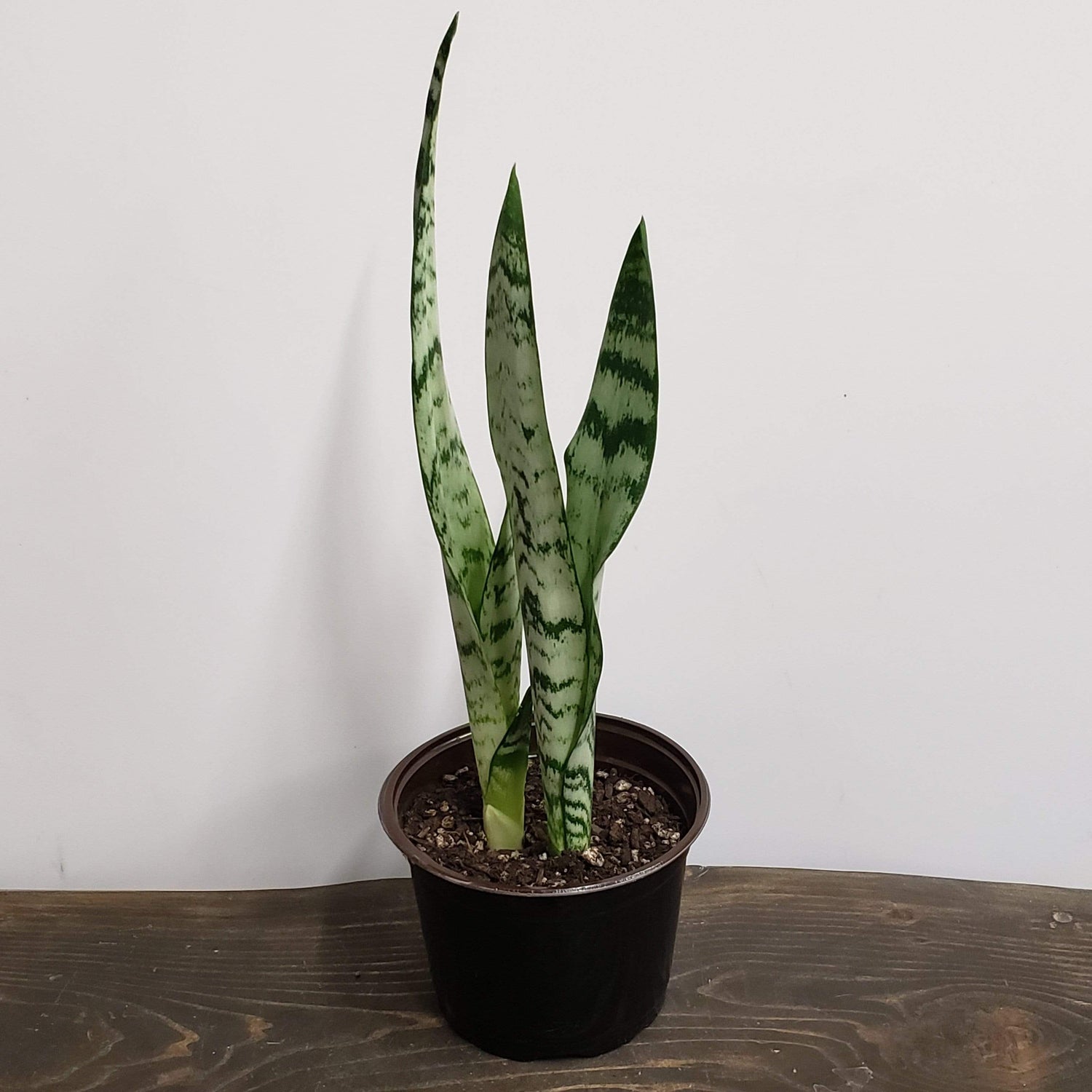 Urban Sprouts Plant 6" in nursery pot Snake Plant 'Alice'