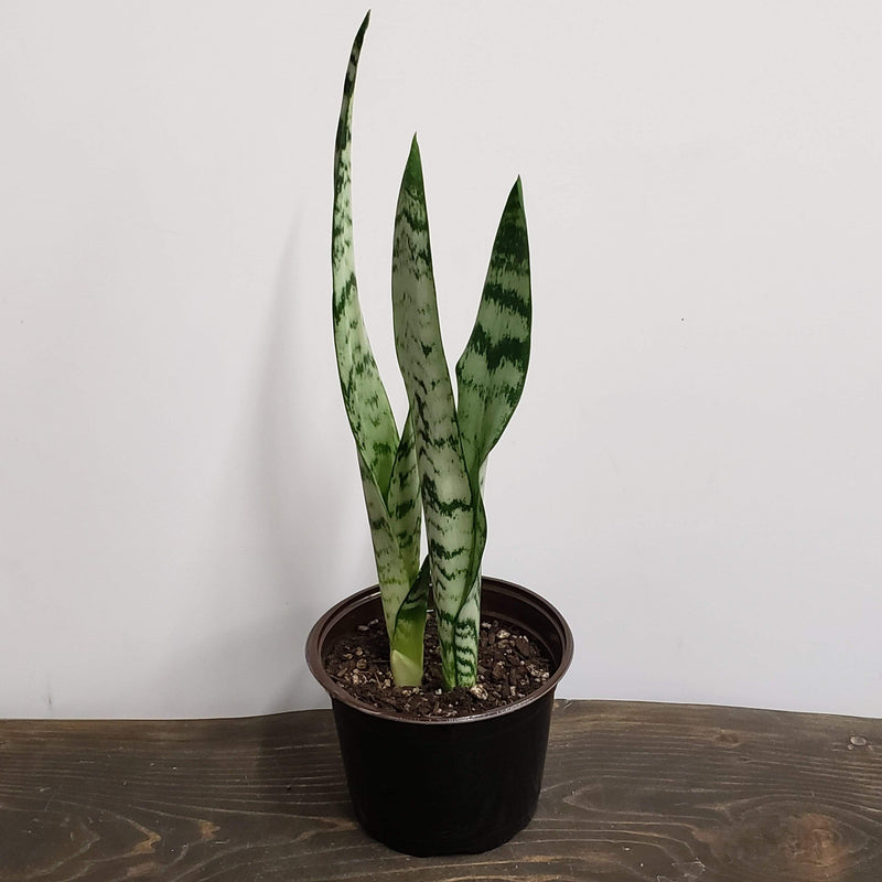 Urban Sprouts Plant 6" in nursery pot Snake Plant 'Alice'