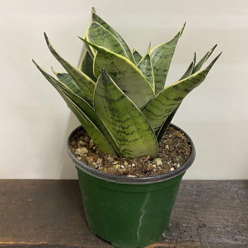 Snake Plant 'Birds Nest - Silver Hahnii' - Urban Sprouts