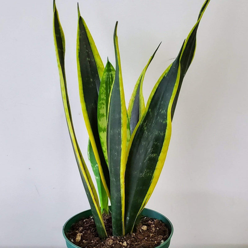 Urban Sprouts Plant 6" in nursery pot Snake Plant 'Black Gold'