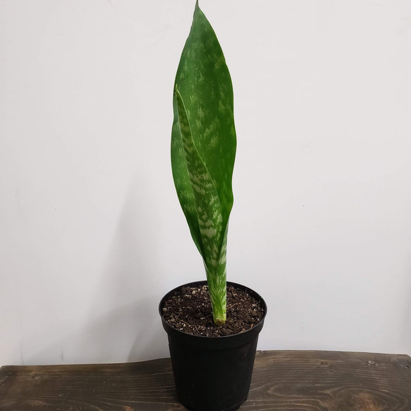 Urban Sprouts Plant 6" in nursery pot Snake Plant 'Danish Crown'