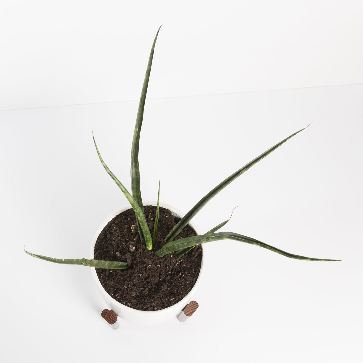 Urban Sprouts Plant 6"  in nursery pot Snake Plant 'Fernwood - Mikado'