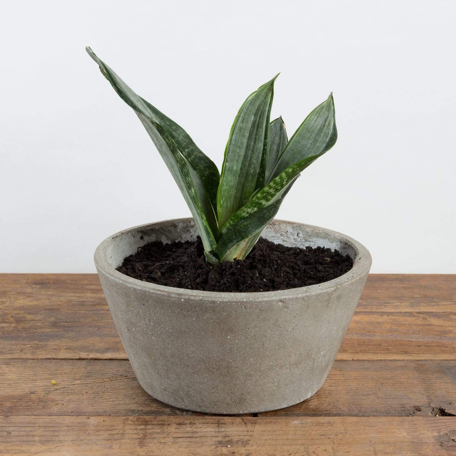 Snake Plant 'Singers Silver' - Urban Sprouts