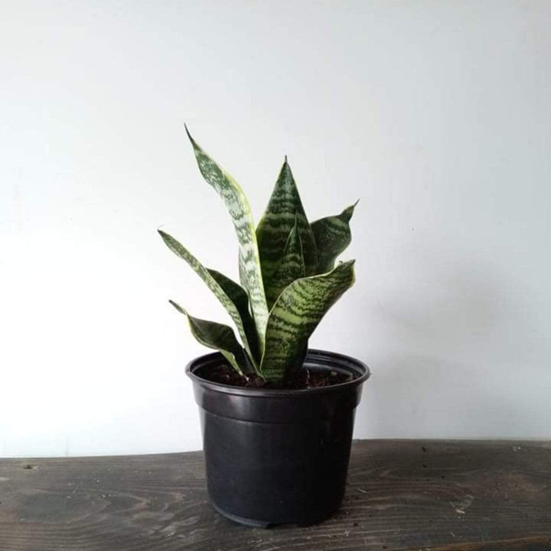 Urban Sprouts Plant 6" in nursery pot Snake Plant 'Tyler'