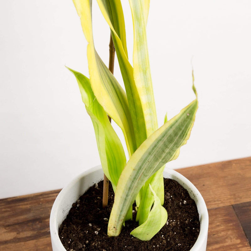 Snake Plant 'Yellowstone' - Urban Sprouts