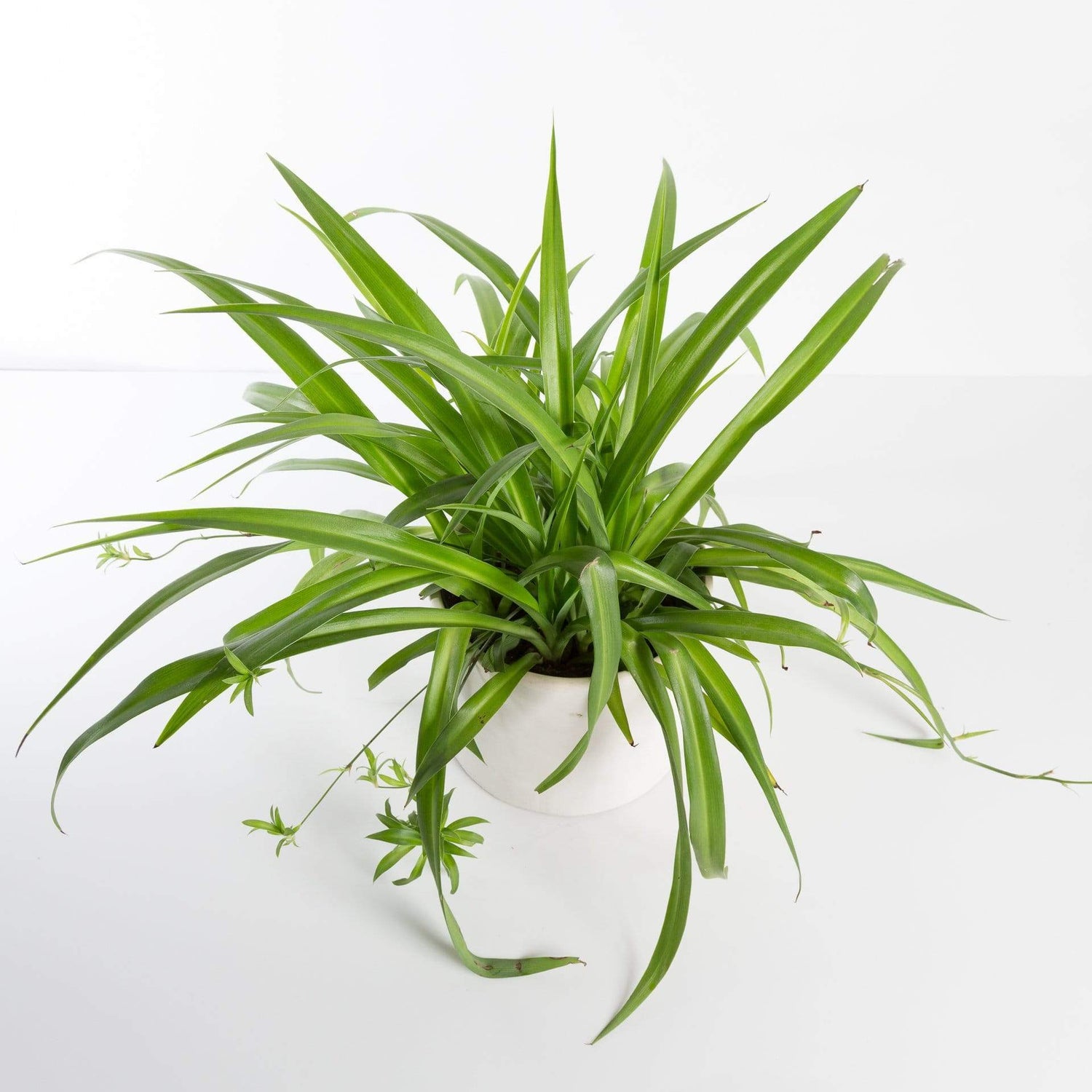 Urban Sprouts Plant 6" in nursery pot Spider Plant 'Green'