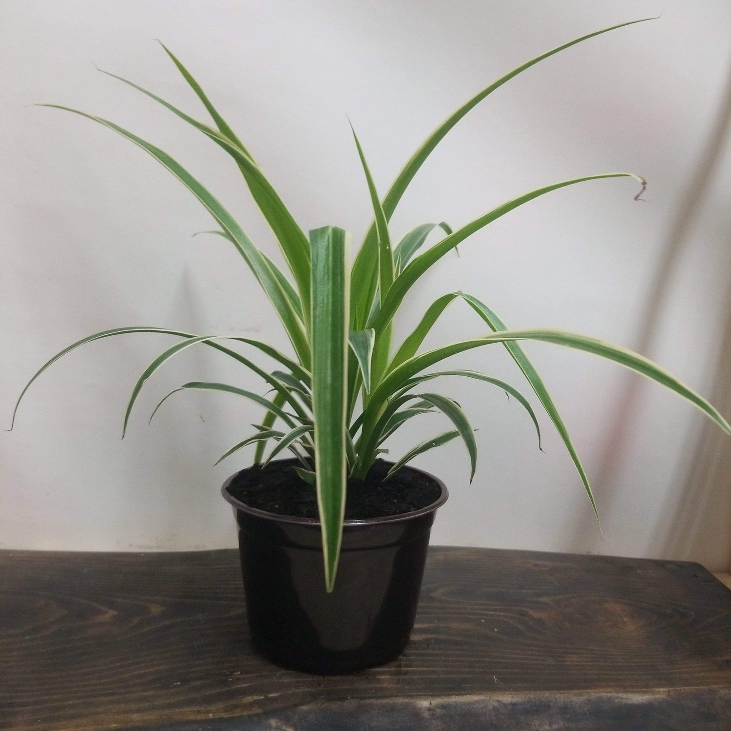 Urban Sprouts Plant 6" in nursery pot Spider Plant 'Reverse Variegated'