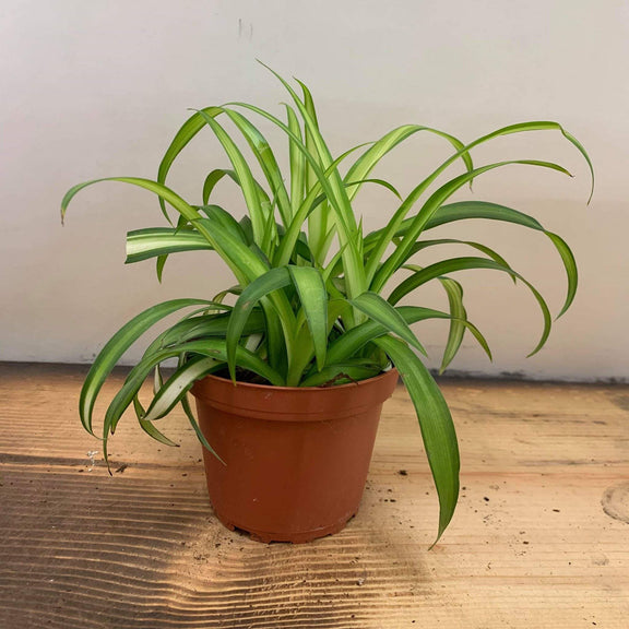 Urban Sprouts Plant 6" in nursery pot Spider Plant 'Variegated'
