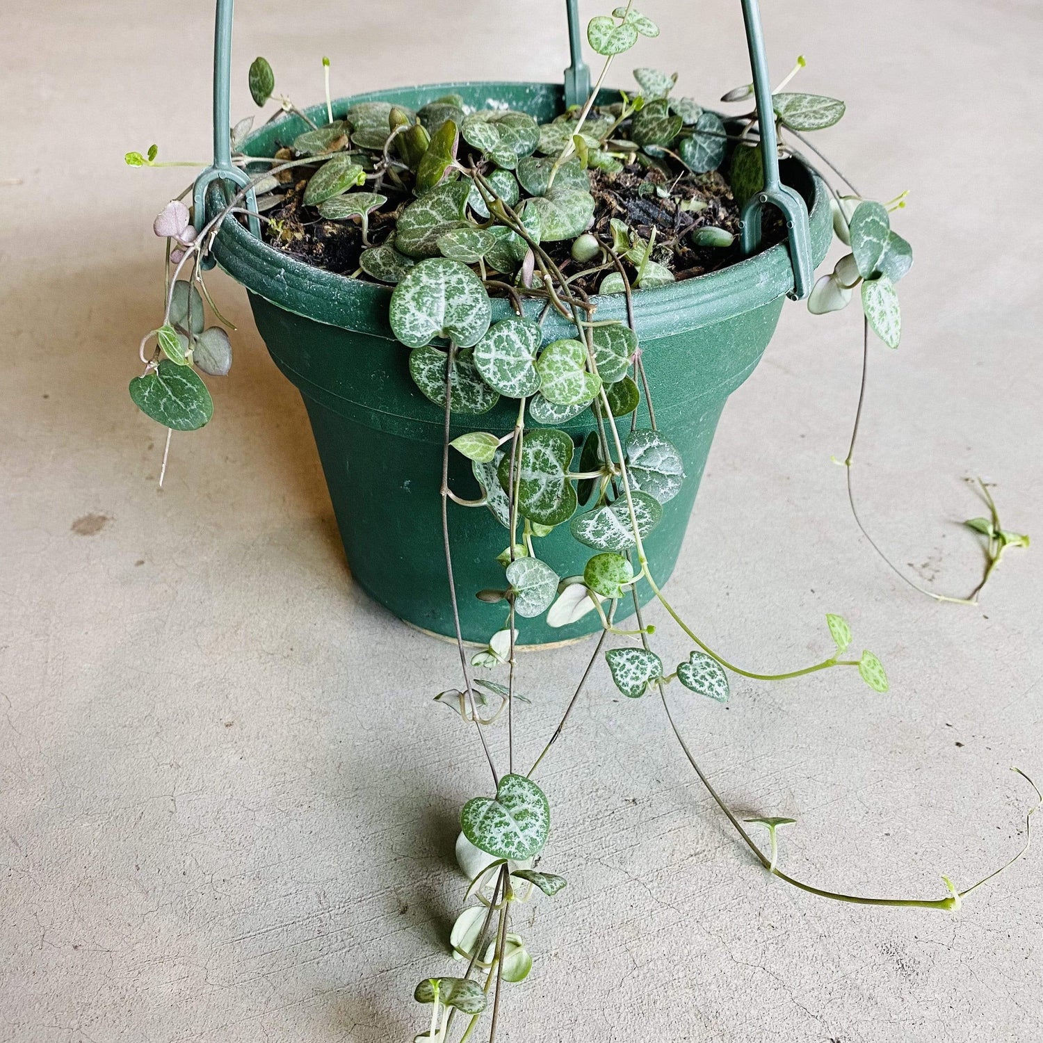 Urban Sprouts Plant 6" in nursery pot String of Hearts