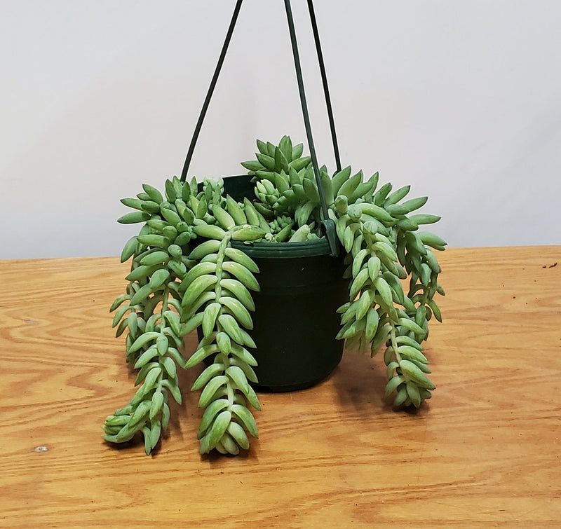 Urban Sprouts Plant 6" in nursery pot Succulent 'Burros Tail'