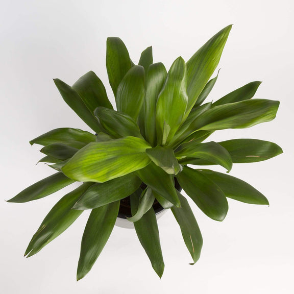 Ti Plant 'Green' - Urban Sprouts