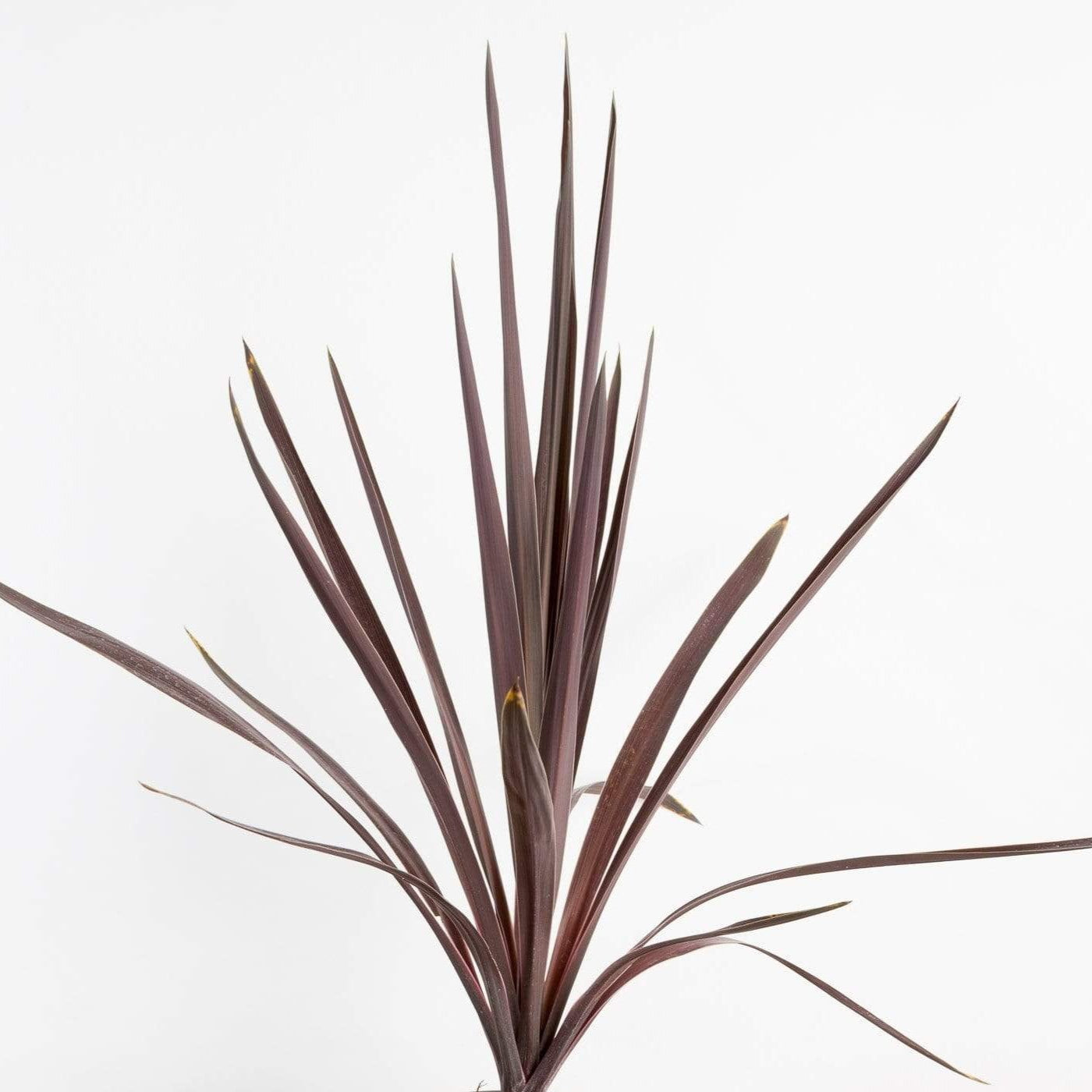 Ti Plant 'Red Sensation' - Urban Sprouts