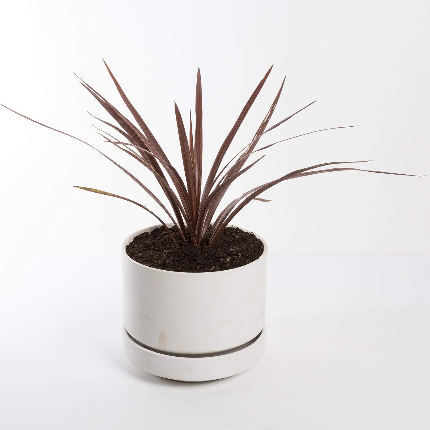 Urban Sprouts Plant 6" in nursery pot Ti Plant 'Red Star'