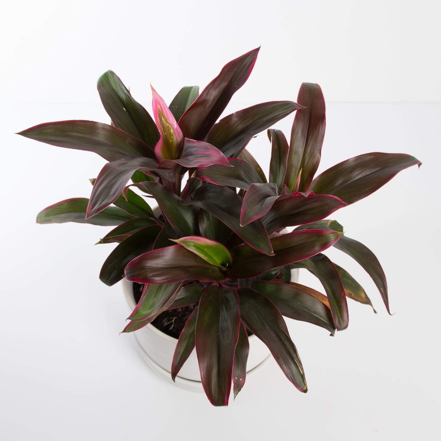 Urban Sprouts Plant 6" in nursery pot Ti Plant 'Sharon'