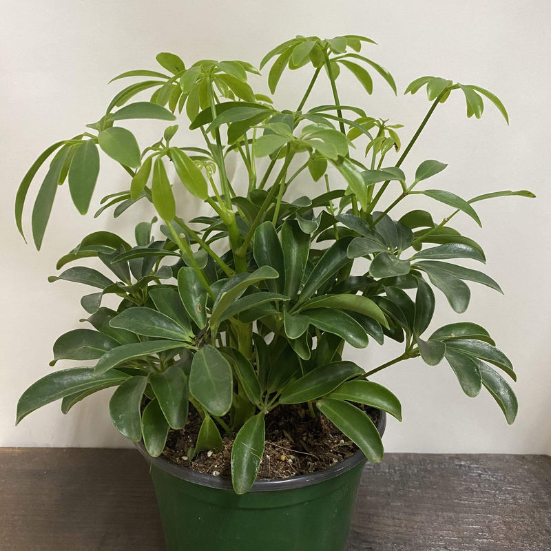 Urban Sprouts Plant 6" in nursery pot Umbrella Plant 'Dwarf'