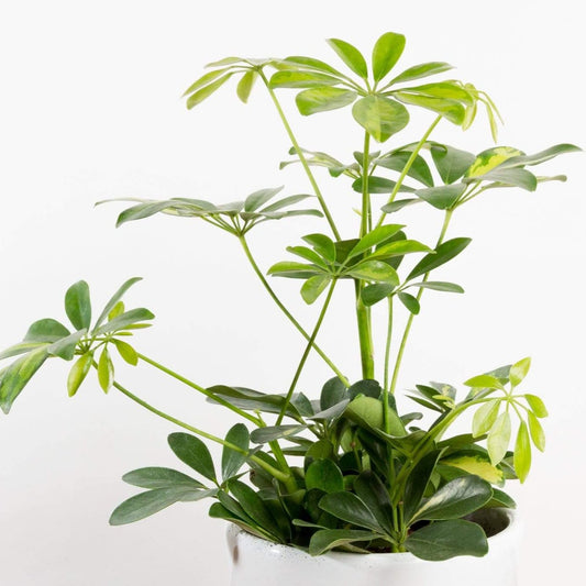 Umbrella Plant 'Gold Capella' - Urban Sprouts
