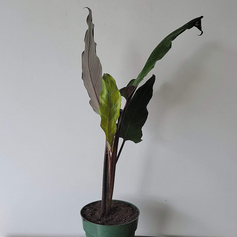 Urban Sprouts Plant 6" in nursery pot (xtra tall) Elephant Ear 'Baroque Sword'