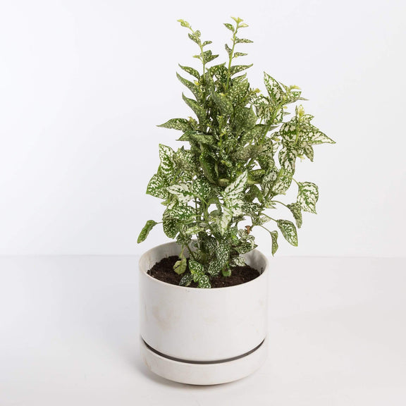 Urban Sprouts Plant 6" in nursery pot xtra tall Polka Dot Plant 'White Splash'