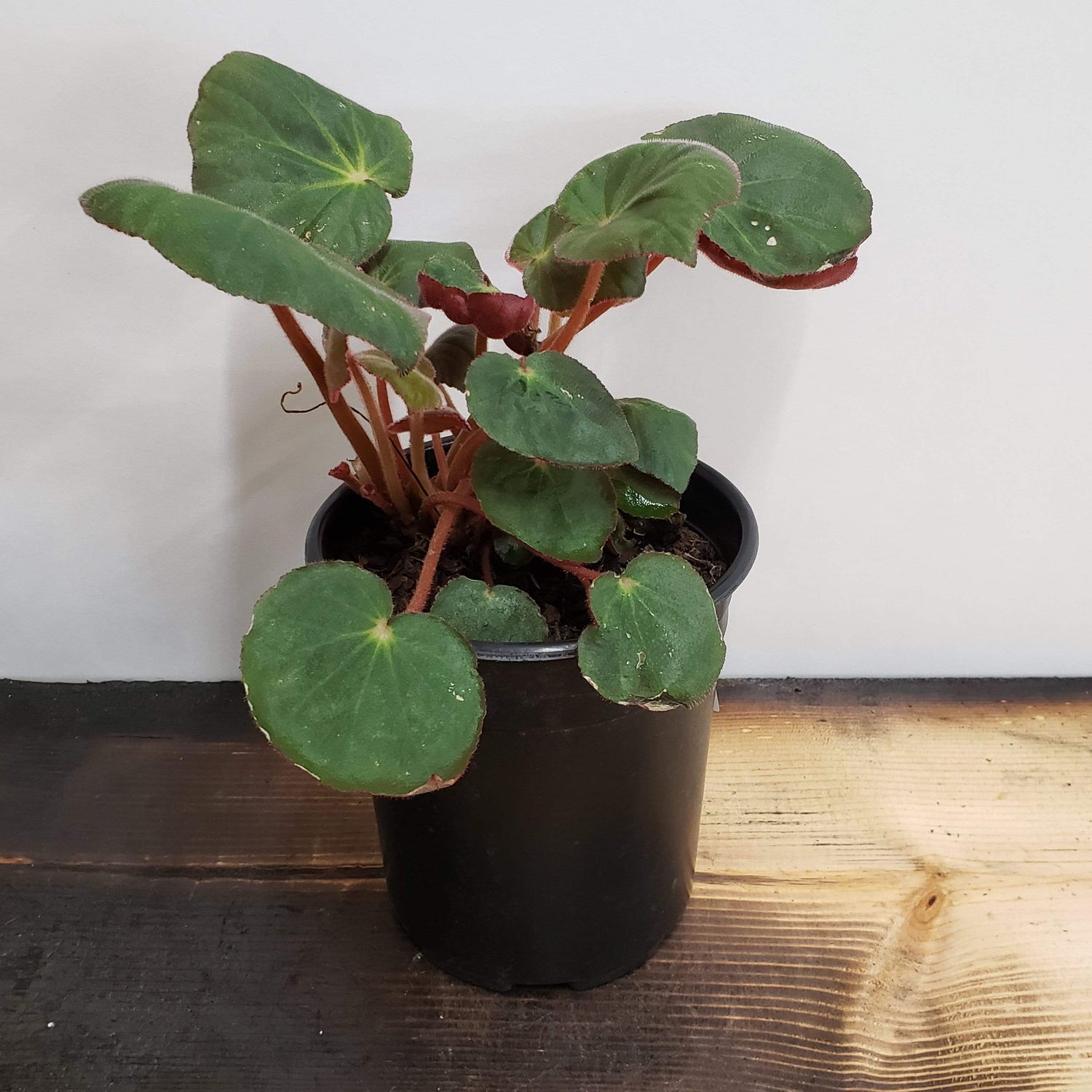 Begonia 'Acetosa' - Urban Sprouts