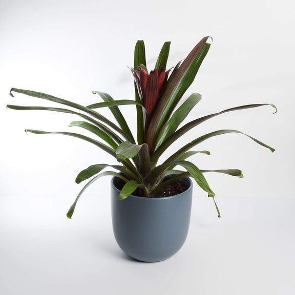 Urban Sprouts Plant 6" / Red Bromeliad 'Silvia'
