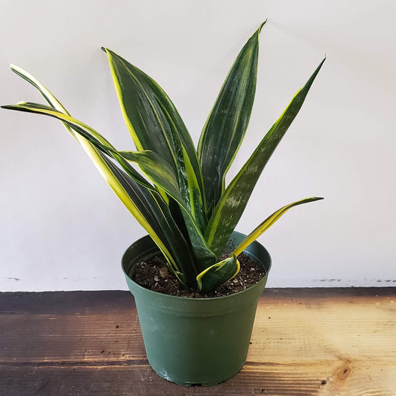 Snake Plant 'Flame' - Urban Sprouts