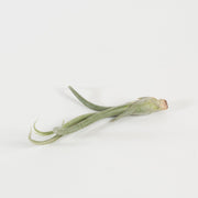 Tillandsia Baileyi - Urban Sprouts