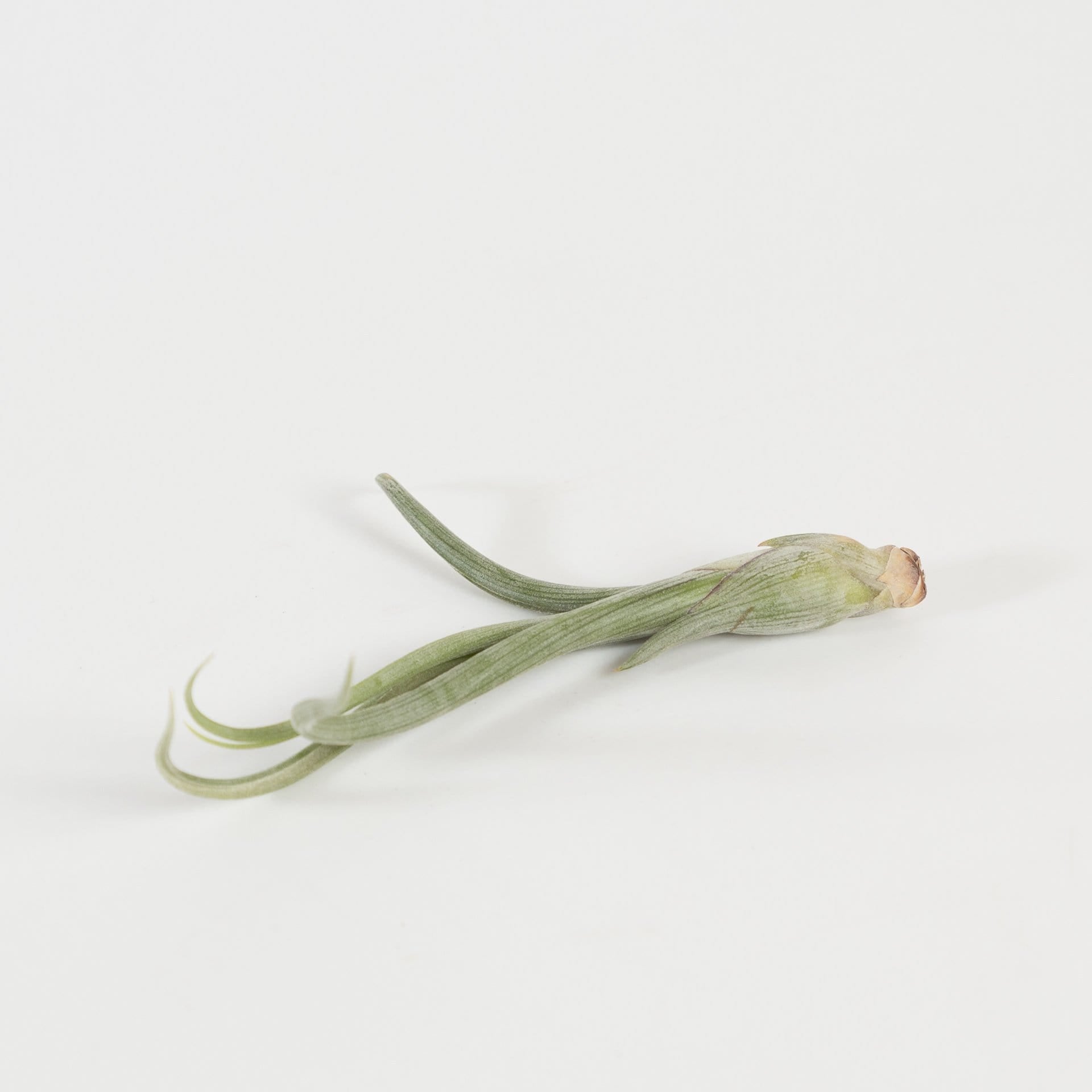 Tillandsia Baileyi - Urban Sprouts
