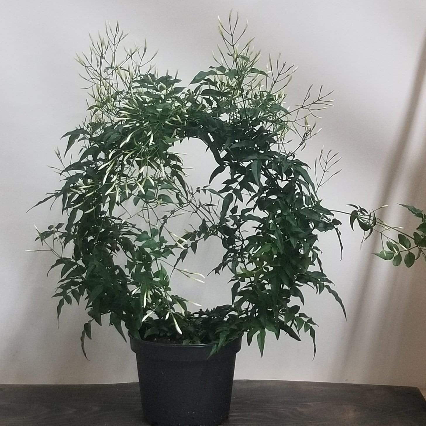 Urban Sprouts Plant 6" wreath in nursery pot Jasmine 'Flowering'