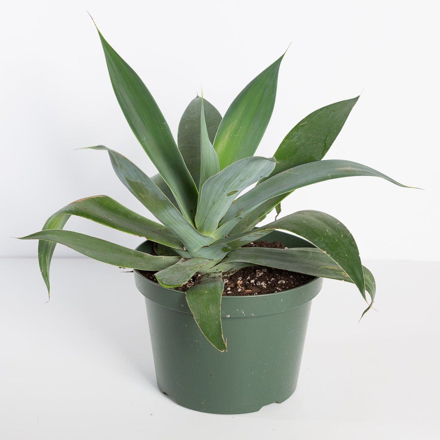 Urban Sprouts Plant 8" in nursery pot Agave "Blue"
