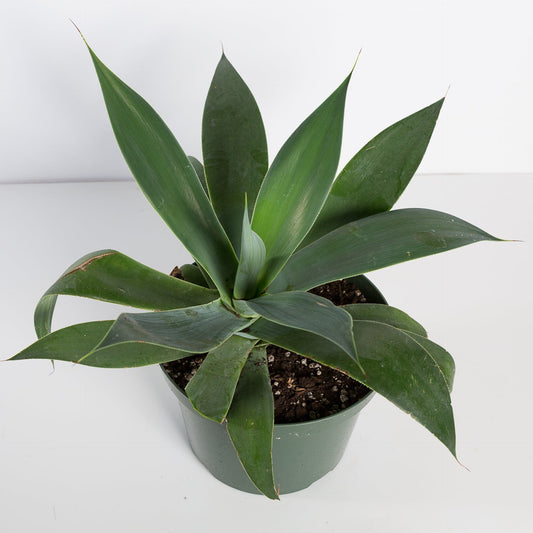 Urban Sprouts Plant 8" in nursery pot Agave "Blue"