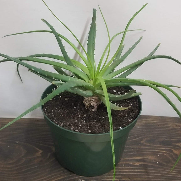 Urban Sprouts Plant 8" in nursery pot Aloe 'Hedgehog'