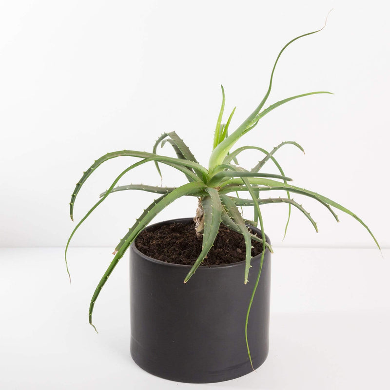 Urban Sprouts Plant 8" in nursery pot Aloe 'Hedgehog'