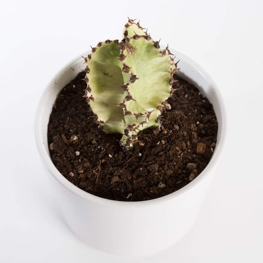 Urban Sprouts Plant 8" in nursery pot Cactus 'African Candelabra'