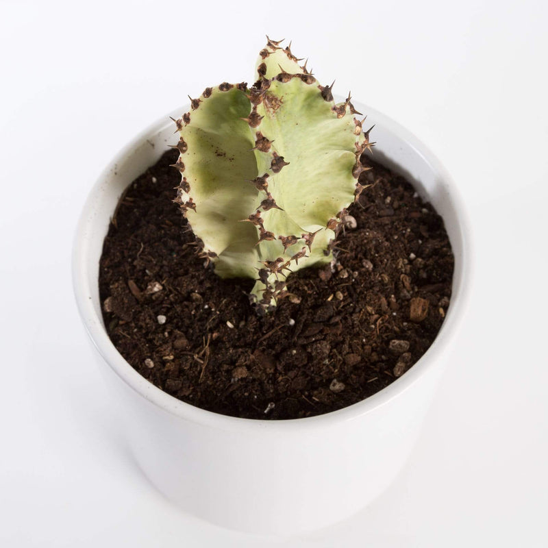Urban Sprouts Plant 8" in nursery pot Cactus 'African Candelabra'
