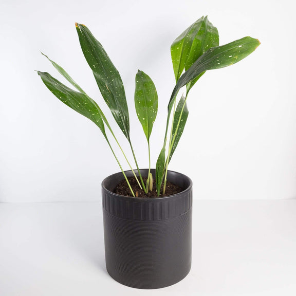 Urban Sprouts Plant 8" in nursery pot Cast Iron Plant 'Milky Way'