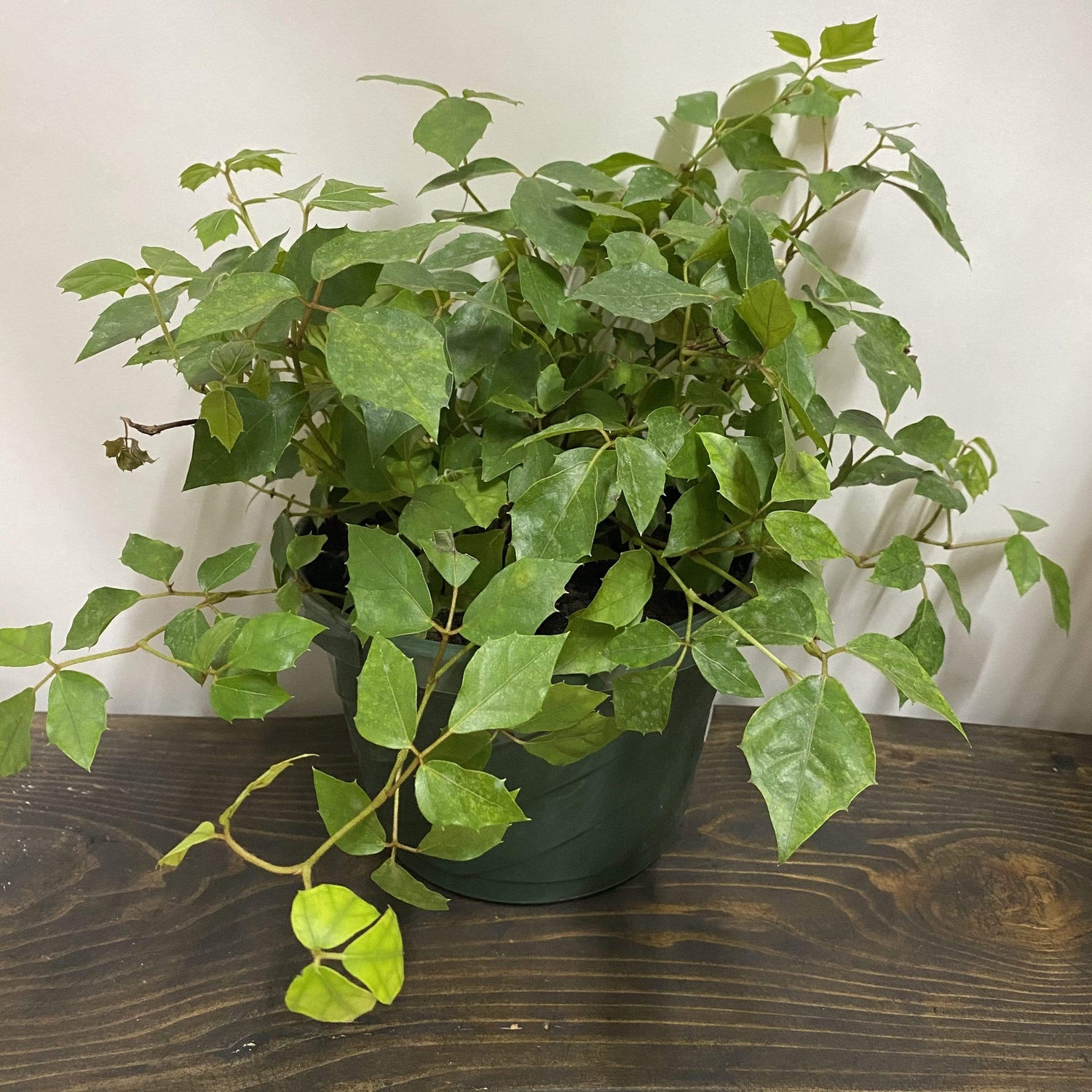 Urban Sprouts Plant 8" in nursery pot Grape Ivy 'Oak Leaf'