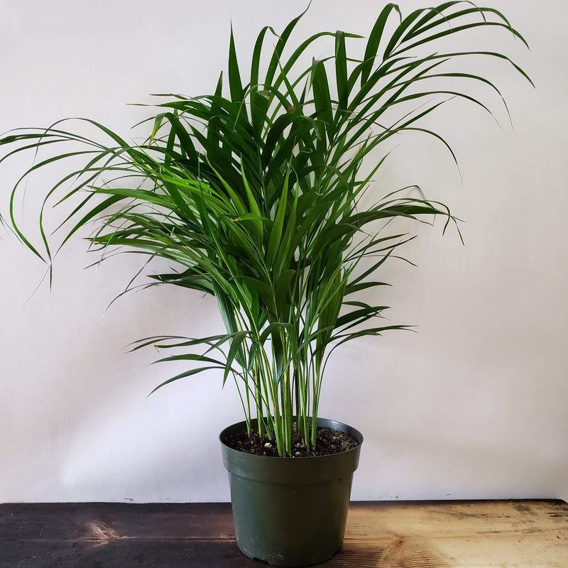 Urban Sprouts Plant 8" in nursery pot Palm 'Areca'